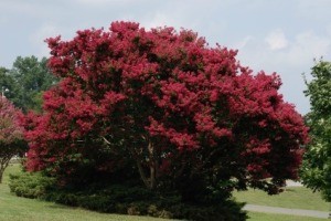 Pruning a Crepe Myrtle Tree