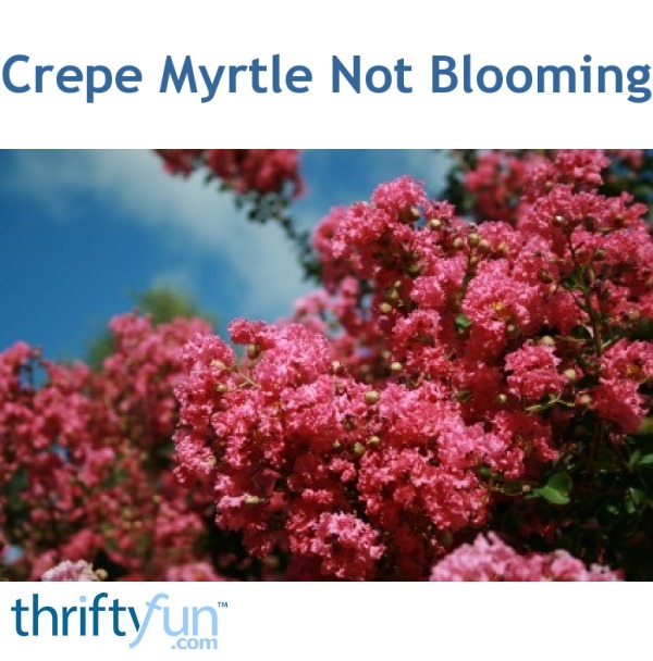 Crepe Myrtle Not Blooming ThriftyFun