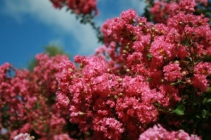 Crepe Myrtle Not Blooming