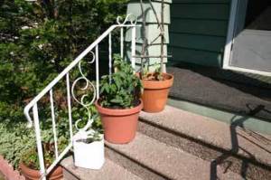 Container Garden on Stairs