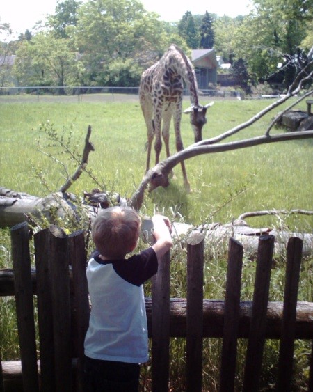 Child looking over the fence at baby giraffe.
