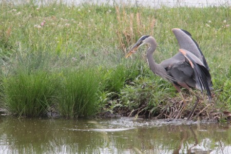 A blue heron right after catching a fish