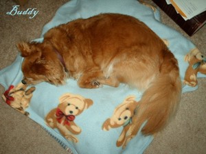 Buddy on a baby blanket