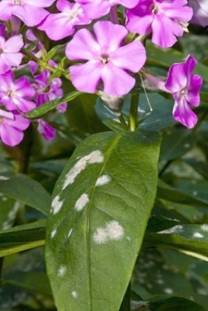 Powdery Mildew on Plants