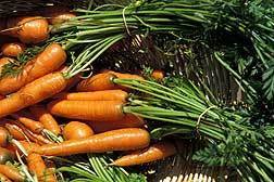 Growing Carrots