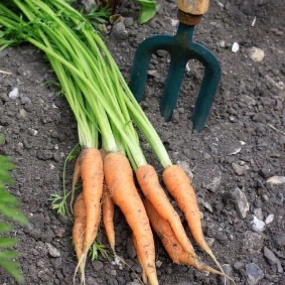 Growing Carrots ThriftyFun