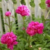 Plant and Grow Peonies