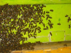 Honeybees that built a nest between a window and the storm shutters in the South of France.