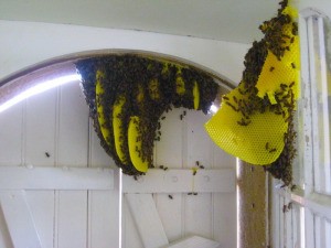 Honeybees that built a nest between a window and the storm shutters in the South of France.