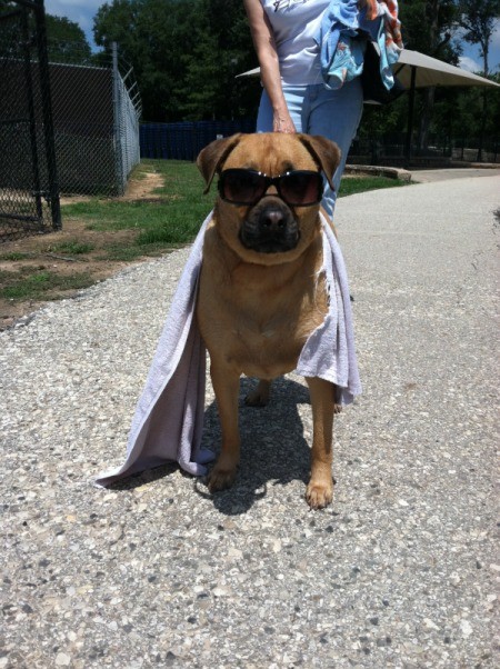 Brown dog in sunglasses.