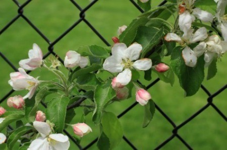 Chain Link Fence with Flowers
