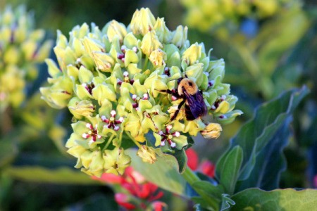 Bee on Flower