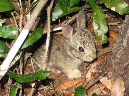 Bunny in the bushes.