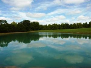 Pond behind house.