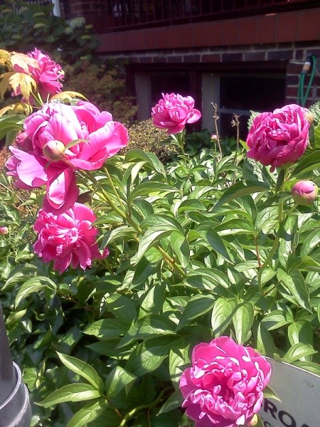 Pink peonies in bloom.