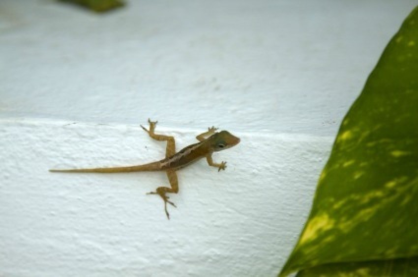 Natural Repellents For Lizards Thriftyfun