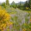 Lupine and Scotch broom in the mountains.