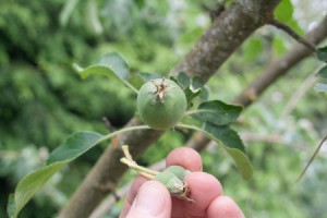 The smallest apples come off easily.