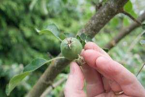 Using your fingers, gently pull off the smallest apples.