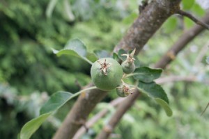 An apple tree with one big and two small fruit.