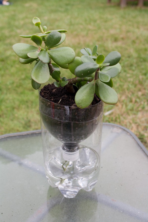 Recycled self watering planter with a jade tree houseplant.