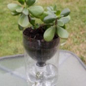Recycled self watering planter with a jade tree houseplant.