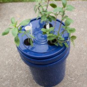 Self Watering Basil Planter