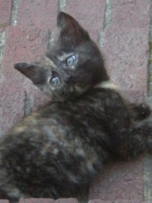 Closeup of kitten.