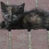 A calico cat lying on bricks