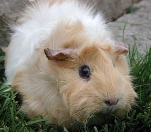 White and tan Guinea Pig.