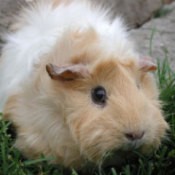 White and tan Guinea Pig.