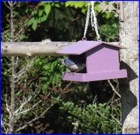 Blue Jay (Roan Mountain, TN)