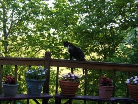 Callie, a calico cat on a deck railing