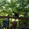 Callie, a calico cat on a deck railing