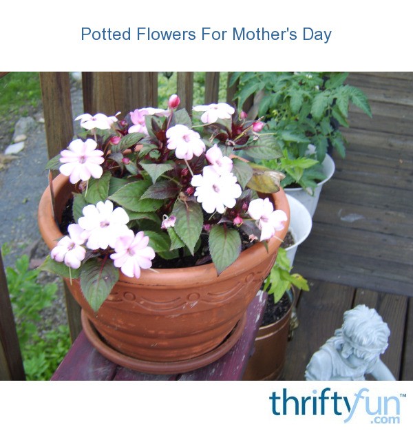 Potted Flowers For Mother�s Day ThriftyFun Potted Flowers For Mother�s Day ThriftyFun