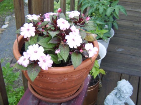 Potted Flowers For Mother's Day