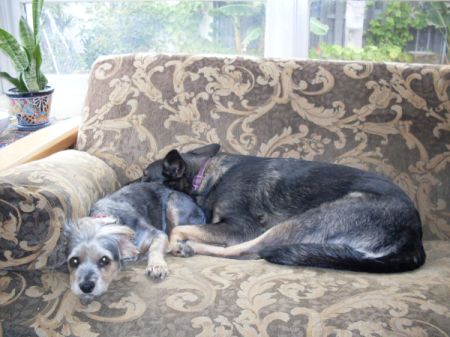 Shorty (Dorkie) and Bella (Shepherd Mix) sleeping on the couch