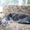 Shorty (Dorkie) and Bella (Shepherd Mix) sleeping on the couch