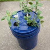 Self Watering Planter With Basil