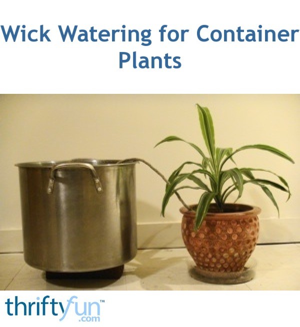 Wick Watering for Container Plants ThriftyFun