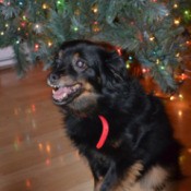 Medium haired black and tan dog under Xmas tree.