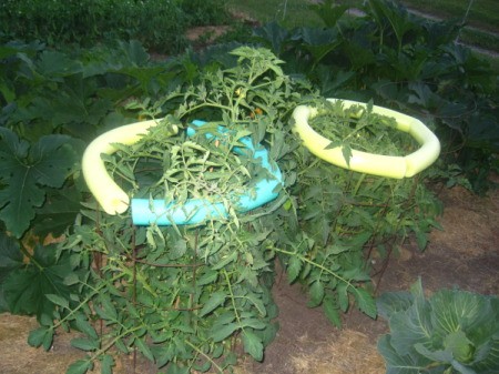 Use Pool Noodles to Protect Tomatoes