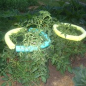 Use Pool Noodles to Protect Tomatoes