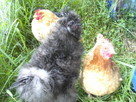 Rooster and two hens.