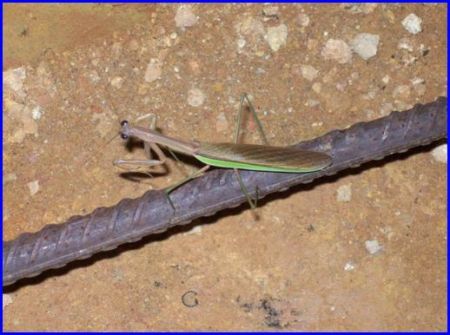 Mantis on a piece of rebar on ground.