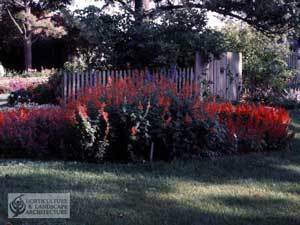 Growing Salvia