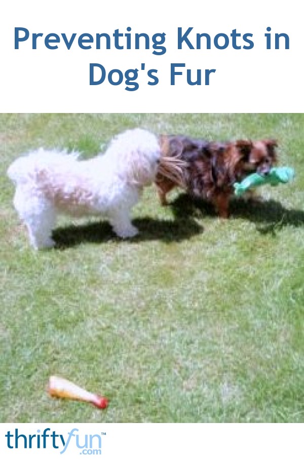 Preventing Knots in Dog's Fur? ThriftyFun