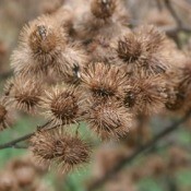 A cluster of burrs
