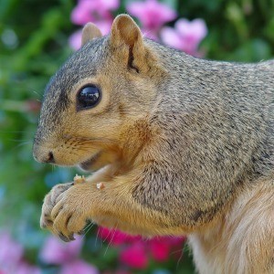 Brown squirrel eating