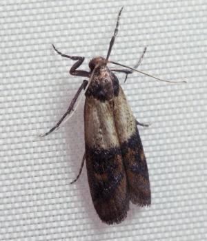 Indianmeal moth